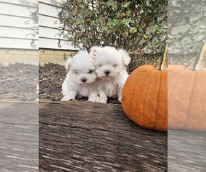 Maltese Puppy for sale in NILES, MI, USA