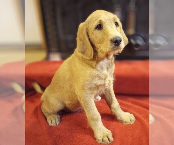 Medium Photo #3 Labradoodle Puppy For Sale in MOMEYER, NC, USA