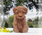 Small Photo #3 Poodle (Miniature) Puppy For Sale in GAP, PA, USA