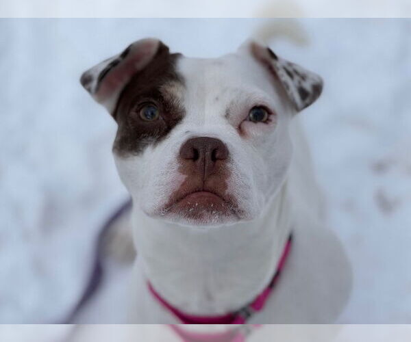 Medium Photo #4 Pug-Unknown Mix Puppy For Sale in Gloversville, NY, USA