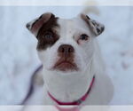 Small #3 Pug Mix