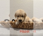 Puppy Hazel Golden Retriever