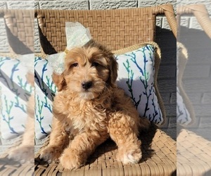 Goldendoodle Puppy for sale in INDIANAPOLIS, IN, USA