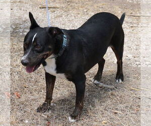 Brutus - Male Rottweiler-Unknown Mix Dog for Adoption - Photo #3