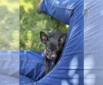 Small #2 Chihuahua