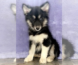 Siberian Husky Puppy for sale in SANDY HOOK, KY, USA