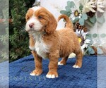 Small #3 Goldendoodle (Miniature)