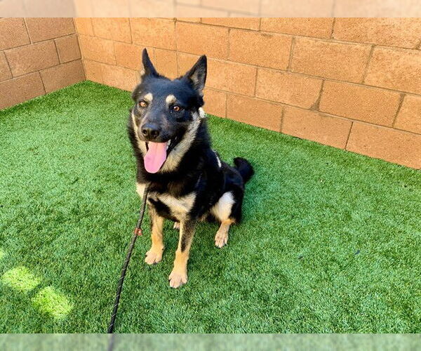 Medium Photo #1 German Shepherd Dog-Unknown Mix Puppy For Sale in Moreno Valley, CA, USA