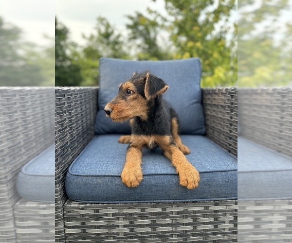 Medium Photo #3 Airedale Terrier Puppy For Sale in JOSHUA, TX, USA