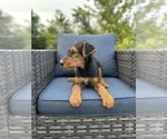 Small Photo #3 Airedale Terrier Puppy For Sale in JOSHUA, TX, USA