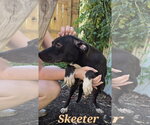 Small #5 Staffordshire Bull Terrier Mix