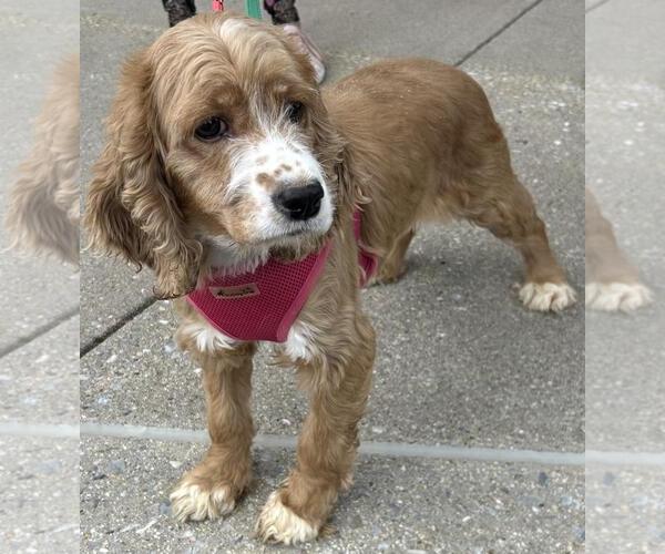 Medium Photo #3 Cocker Spaniel Puppy For Sale in Westminster, MD, USA