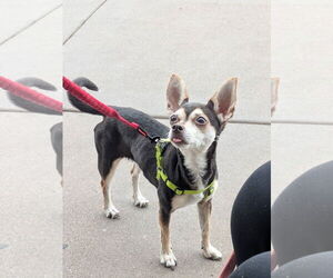 Chipin Dogs for adoption in Chandler, AZ, USA