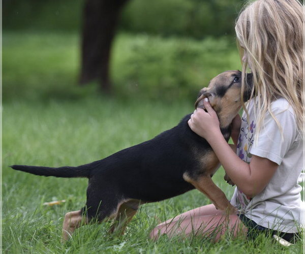 Medium Photo #10 Mutt Puppy For Sale in Mechanicsburg, PA, USA