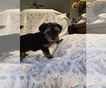 Small Photo #27 Yorkshire Terrier Puppy For Sale in RHOADESVILLE, VA, USA