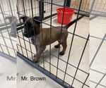 Small Photo #23 Belgian Malinois Puppy For Sale in LABADIE, MO, USA