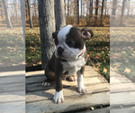 Small Photo #6 Boston Terrier Puppy For Sale in GOSHEN, IN, USA