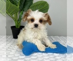 Small Photo #2 Cavapoo Puppy For Sale in FRANKLIN, IN, USA