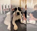 Small #5 American Pit Bull Terrier