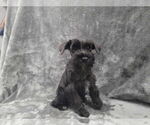 Small #2 Mutt