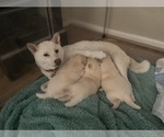 Small Photo #5 Shiba Inu Puppy For Sale in HAMPTON, VA, USA