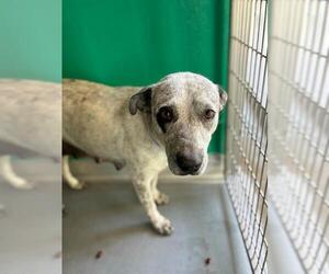Texas Heeler-Unknown Mix Dogs for adoption in Visalia, CA, USA