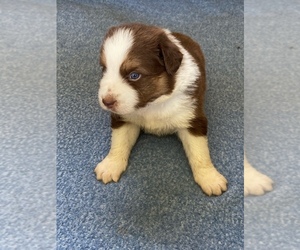 Australian Shepherd Puppy for sale in BEULAVILLE, NC, USA