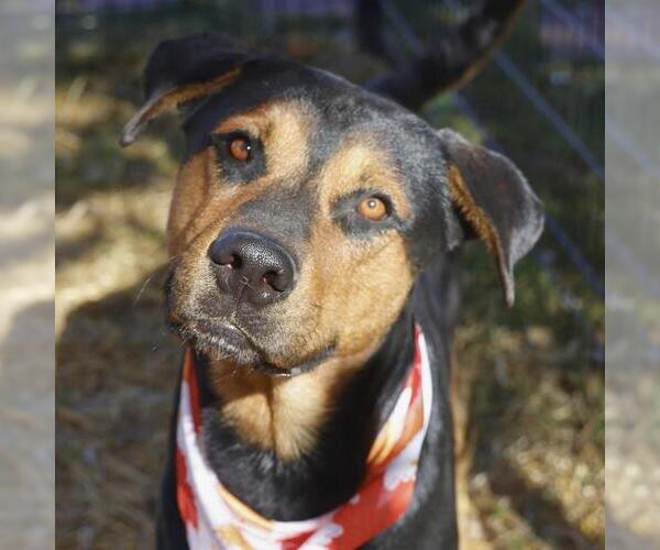 Medium Photo #1 Mutt Puppy For Sale in San Antonio, TX, USA