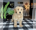 Small Photo #7 Goldendoodle (Miniature) Puppy For Sale in FRANKLIN, IN, USA