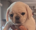 Small #11 Pug