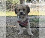 Small #1 Shih Tzu Mix