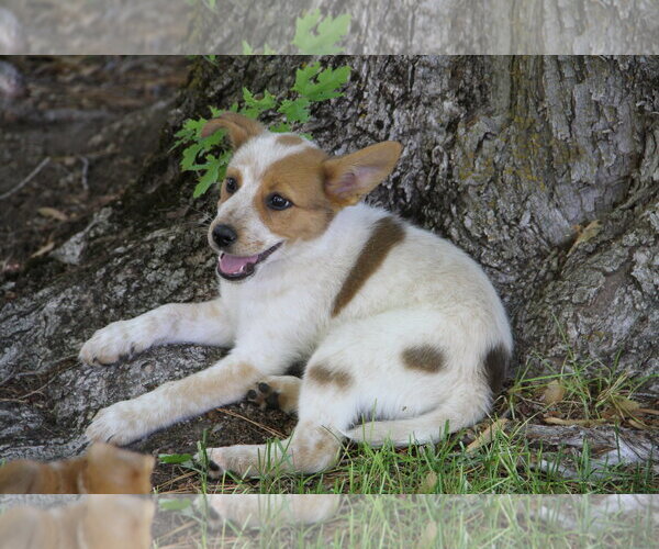 Medium Photo #4 Mutt Puppy For Sale in Sandy, UT, USA