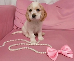 English Cocker Spaniel Puppy for sale in DAYTON, TX, USA