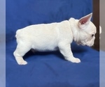 Small Photo #10 French Bulldog Puppy For Sale in MONROE, GA, USA