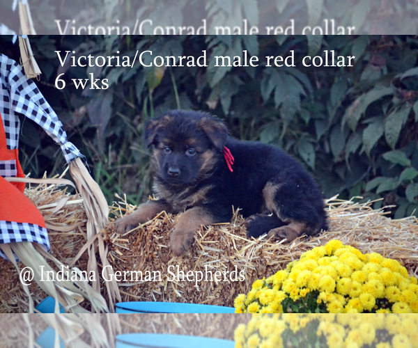 Medium Photo #2 German Shepherd Dog Puppy For Sale in CHRISNEY, IN, USA