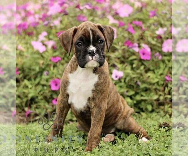 Medium Photo #4 Boxer Puppy For Sale in GORDONVILLE, PA, USA