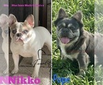 Small Photo #1 French Bulldog Puppy For Sale in ALBERT CITY, IA, USA