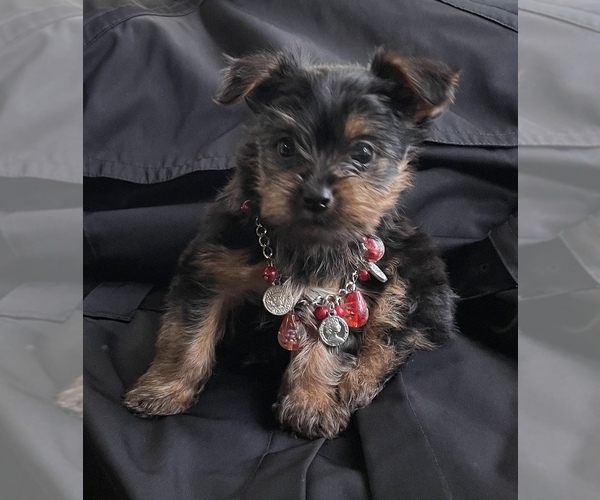 Medium Photo #7 Yorkshire Terrier Puppy For Sale in TRACY, CA, USA