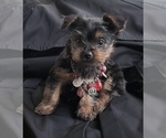 Small Photo #7 Yorkshire Terrier Puppy For Sale in TRACY, CA, USA