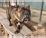 Small Bulldog Mix