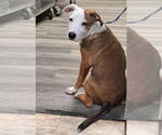 Small #8 American Pit Bull Terrier-Labrador Retriever Mix