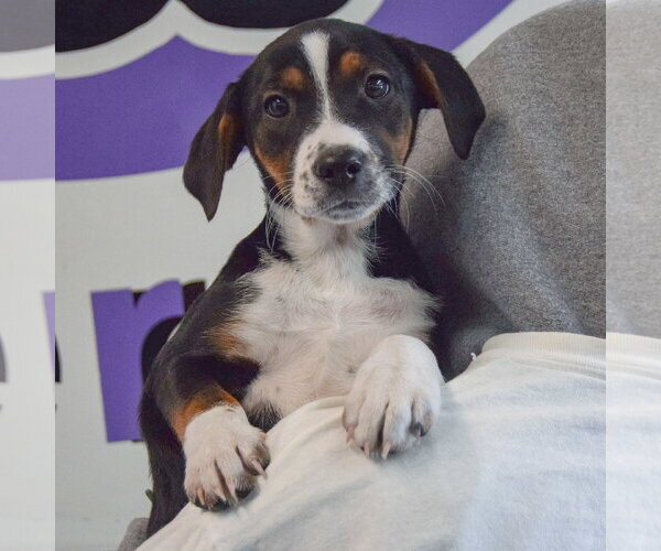 Medium Photo #4 Beagle-Unknown Mix Puppy For Sale in Huntley, IL, USA