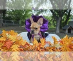 Puppy 3 French Bulldog