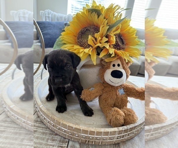 Medium Photo #52 Cane Corso Puppy For Sale in LIVERMORE, CA, USA