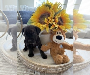 Medium Cane Corso