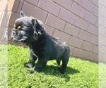 Small Photo #102 French Bulldog Puppy For Sale in ORLANDO, FL, USA