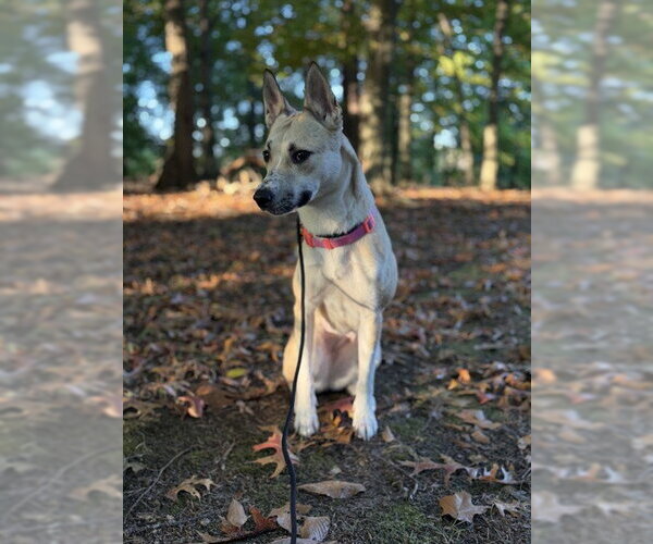 Medium Photo #1 Siberian Husky-Unknown Mix Puppy For Sale in Forestville, MD, USA