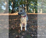 *TOYA - Female Siberian Husky-Unknown Mix Dog for Adoption - Small photo