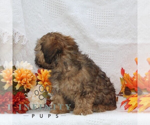 Medium Photo #2 ShihPoo Puppy For Sale in RISING SUN, MD, USA