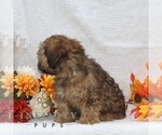 Small #1 ShihPoo